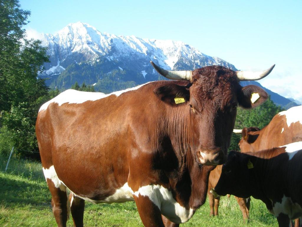 Berghof Thurnergut Spital Am Pyhrn Exteriör bild