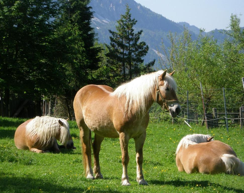 Berghof Thurnergut Spital Am Pyhrn Exteriör bild